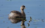 Hoary-headed Grebe